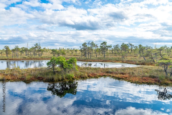 Obraz A colorful sunrise in the Kemeri swamps, Latvia, with clouds in the blue sky and little pine tree in the foreground.