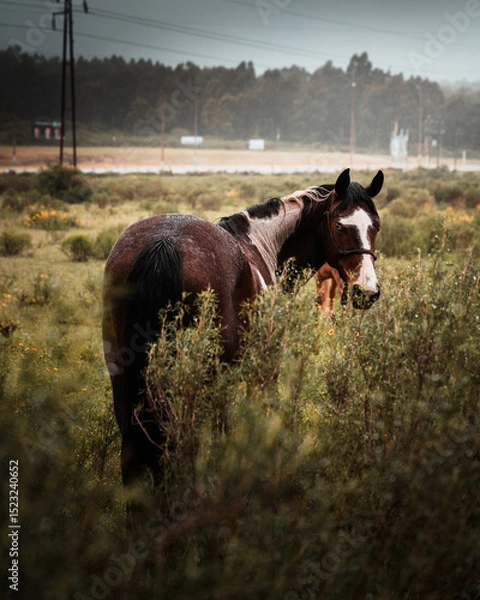 Fototapeta Horse in field