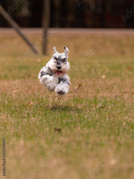 Obraz Happy Schnauzer dog running toward the camera in a grass field. 