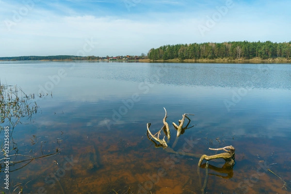 Fototapeta Sunny summer landscape on the lake. Picturesque dry branches and stumps sticking out of the water. Reflection of the sky and clouds in the water.