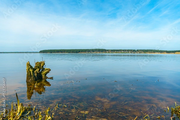 Fototapeta Sunny summer landscape on the lake. Picturesque dry branches and stumps sticking out of the water. Reflection of the sky and clouds in the water.