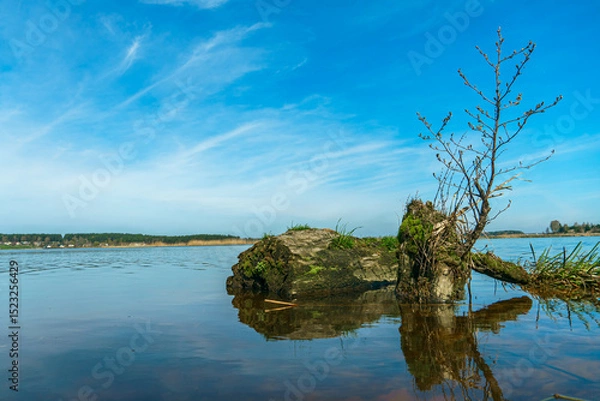 Fototapeta Sunny summer landscape on the lake. Picturesque dry branches and stumps sticking out of the water. Reflection of the sky and clouds in the water.