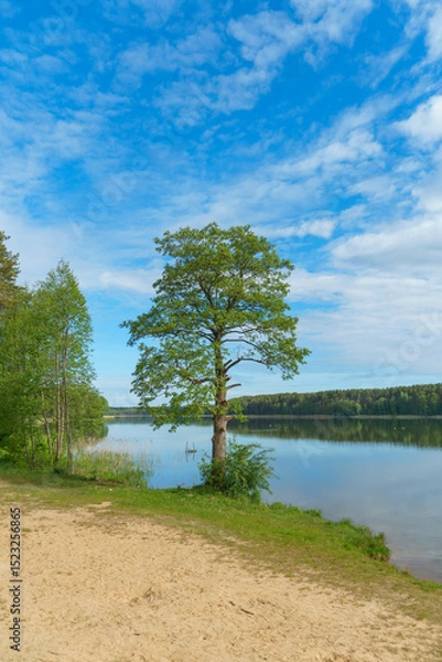 Fototapeta Sunny summer landscape on the lake. Reflection of the sky and clouds in the water. A valley of green trees on the shore of a lake. A concept for travel and camping.