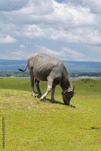 Fototapeta A charming young buffalo calf peacefully grazes on lush green grass atop a gentle hill, set against a wide open meadow under natural daylight.