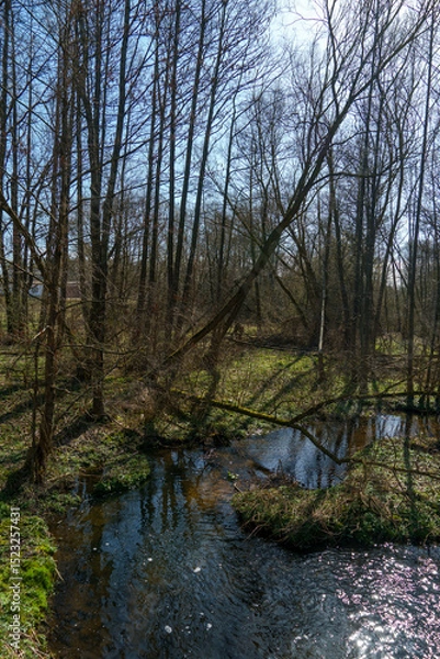 Fototapeta Sunny summer landscape in the forest. Growing trees in a swampy area. A picturesque little river flows through the forest between the trees.