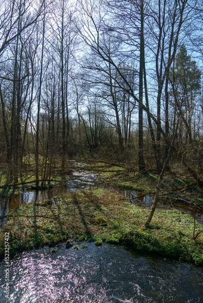 Fototapeta Sunny summer landscape in the forest. Growing trees in a swampy area. A picturesque little river flows through the forest between the trees.