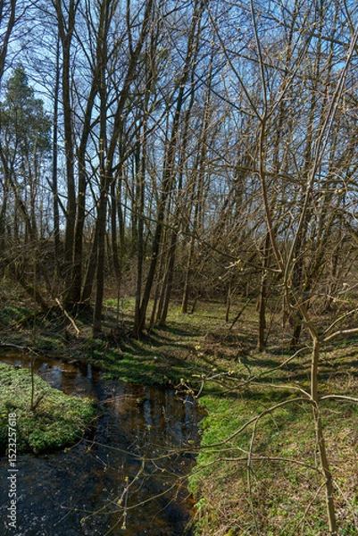 Fototapeta Sunny summer landscape in the forest. Growing trees in a swampy area. A picturesque little river flows through the forest between the trees.
