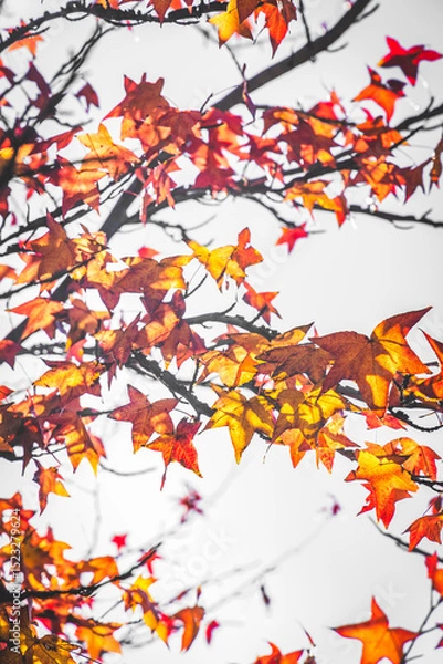 Obraz A beautiful liquidambar tree (Liquidambar styraciflua) in full autumn colours.