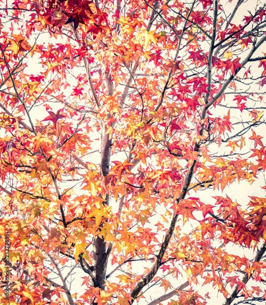 Obraz A beautiful liquidambar tree (Liquidambar styraciflua) in full autumn colours.