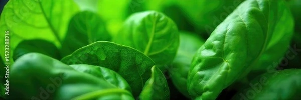 Obraz Fresh, vibrant spinach leaves, lush green and ready to be harvested Perfect for salads, smoothies, or any healthy recipe Close-up shot highlighting the texture and color , fresh, produce, green