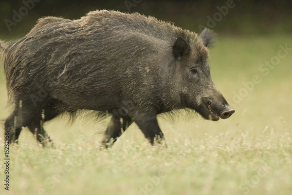 Fototapeta Dzik (Sus scrofa)