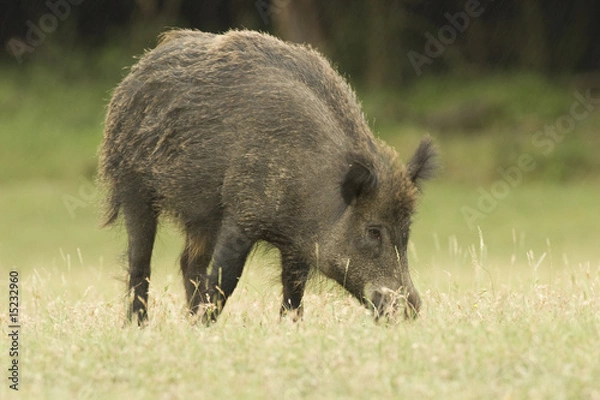 Obraz Wild Boar