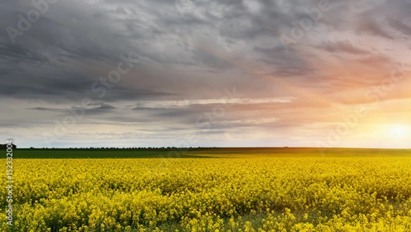 Fototapeta Field of rapeseed for biofuel production and a beautiful sky during sunset.