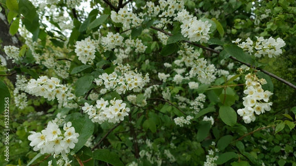 Fototapeta Close up of lush blooming bird cherry or chokecherry tree in full blossom with white flowers on branch against blurred green leaves background at spring day. Springtime nature, shallow focus.