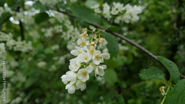 Fototapeta Extreme closeup of lush blooming bird cherry or chokecherry tree in full blossom with white flower inflorescence on branch against blurred green leaves background at spring day. Springtime nature.