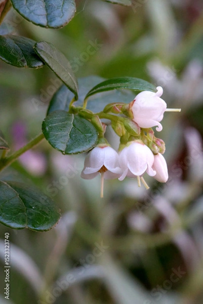 Obraz リンゴンベリー（プオルッカ）の花