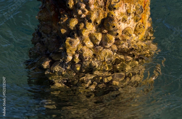 Fototapeta Tetraclita squamosa - Thatched barnacle. Balanus (Balanomorpha) is a genus of barnacles in the family Balanidae of the subphylum Crustacea.