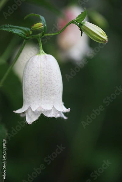 Obraz ウェディングベル白い花