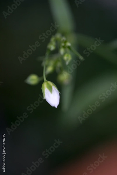 Obraz かすみ草のつぼみひとつ