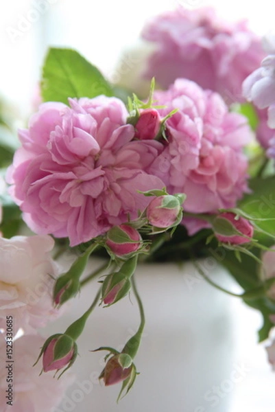 Obraz ピンクのオールドローズつぼみつき