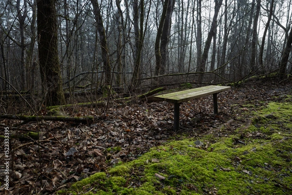 Obraz Secluded wooden bench, in a dark mossy forest, in Hässleholm, Sweden