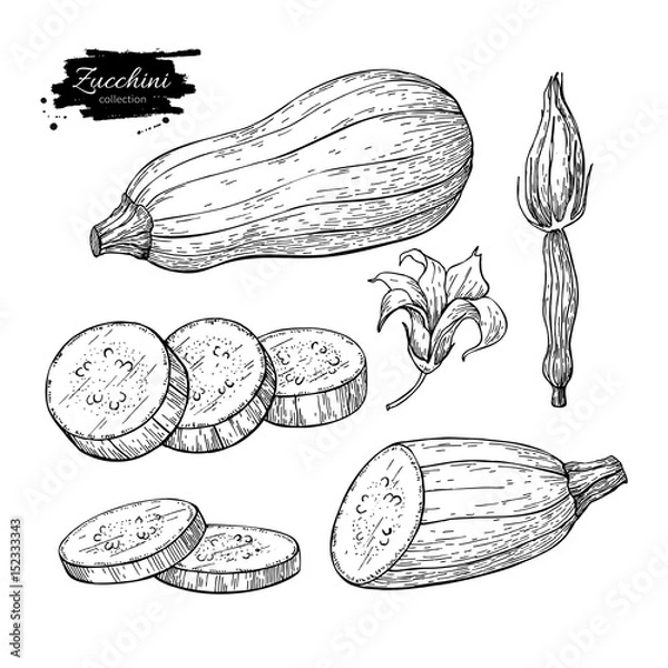 Obraz Ręcznie narysowany zucini zestaw wektorowy zestaw ilustracyjny. Izolowane warzywa