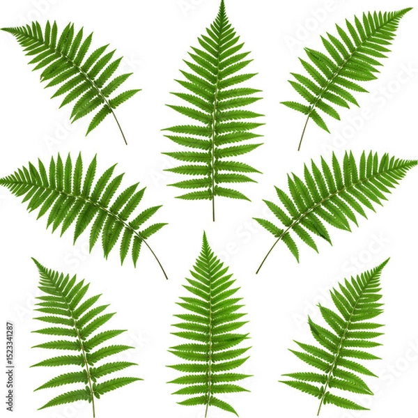 Fototapeta Illustration of Green Fern Leaves Pattern Isolated on Transparent BG