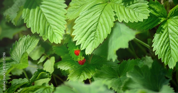 Obraz A pair of strawberries on a background of green grass