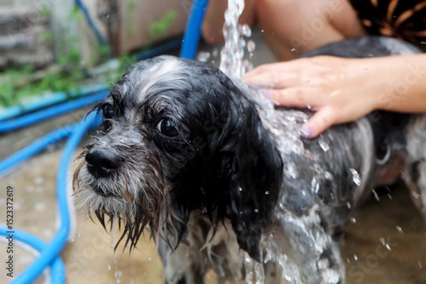 Obraz Bathing a puppy to cool down