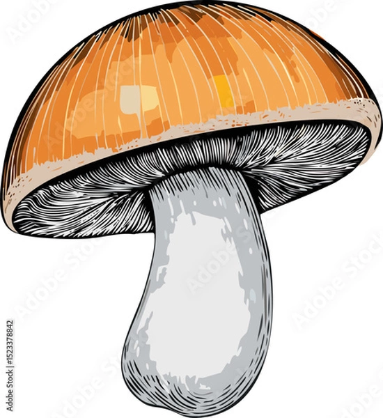 Obraz A mushroom in a close-up shot