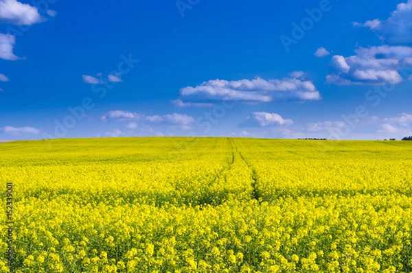 Obraz Pole rzepaku