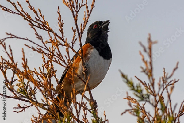 Obraz Eastern Towhee,Pipilo erythrophthalmus, perched on golden branch singing at sunrise in Cape May, NJ
