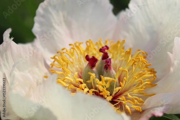 Obraz White peony close-up. White beautiful peony flower background. Beautiful peony bud blossomed in the summer garden. Fragrant June.