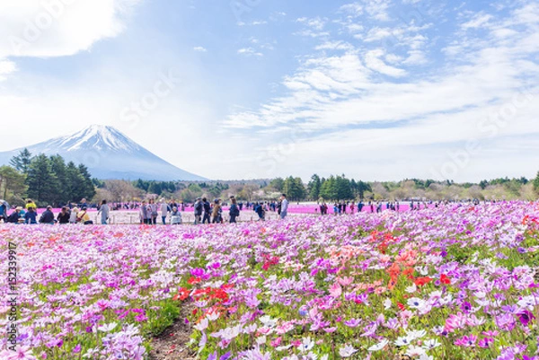 Obraz 富士芝桜まつり
