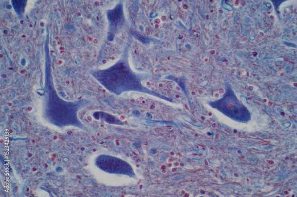 Obraz neuron cell bodies