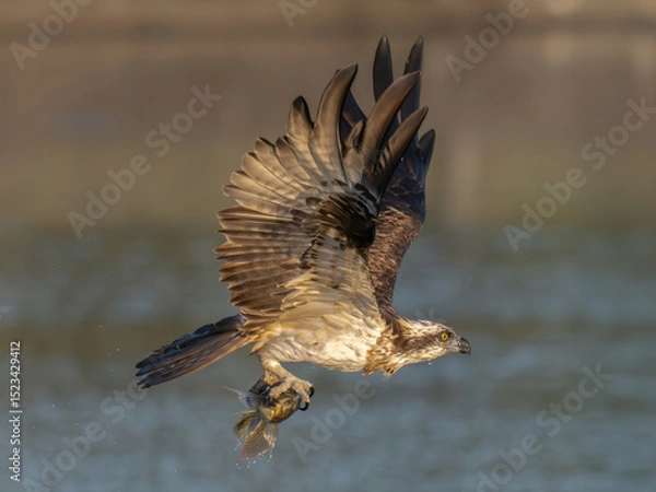 Obraz Osprey in flight carrying a freshly caught fish.