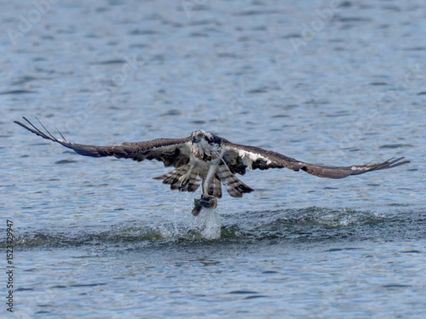 Obraz Osprey in flight carrying a freshly caught fish.