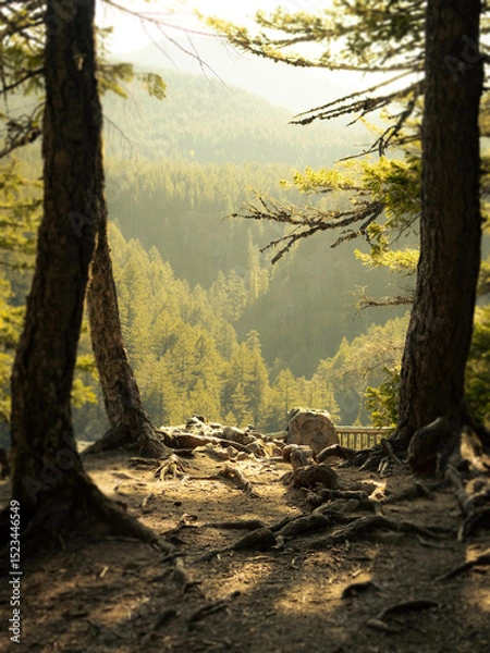 Obraz autumn in the forest