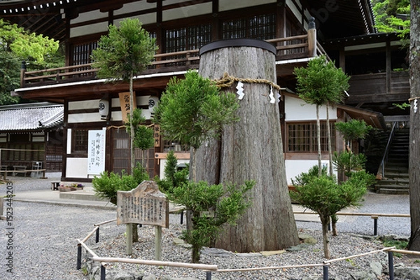 Obraz 伊太祁曽神社の御神木