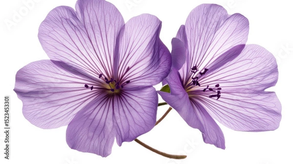 Fototapeta Violet purple flower with delicate petals and vibrant natural color symbolizing beauty grace and tranquility isolated on white background