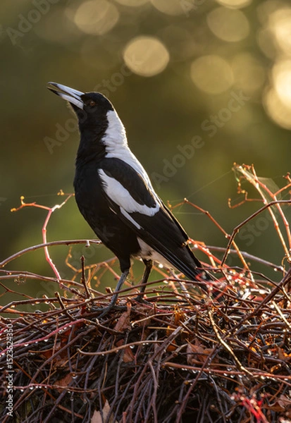 Obraz Closeup image of a male Australian magpie (Gymnorhina tibicen dorsalis)