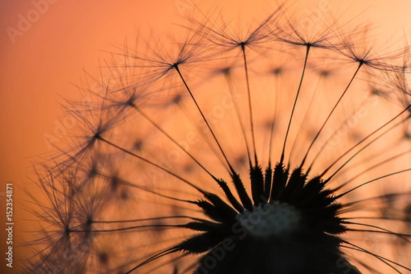 Fototapeta Pusteblume Löwenzahn