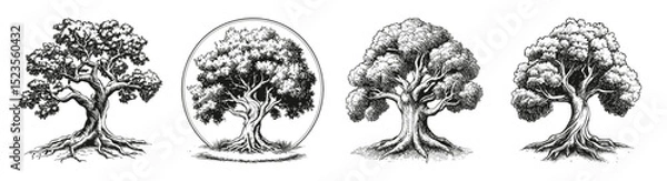 Fototapeta Vintage Tree Silhouette Engraving Designs for Family and Roots, vector illustration, engraving design, logo design set, black and white line, template design element
