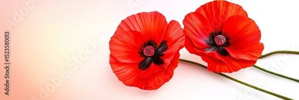 Obraz Poppy Illustration Two Blooms - Two vibrant red poppies, delicate petals, symbolic of remembrance, beauty, and fleeting time. A gentle, peaceful