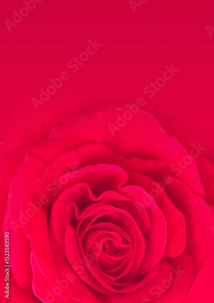 Obraz Dark red rose blossom in close up; Symbol for love; Rose-growing; Red blooming flower; Detail view of wonderful red rose