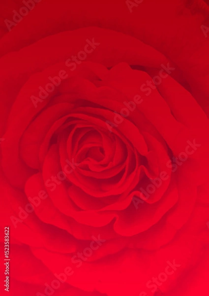 Obraz Dark red rose blossom in close up; Symbol for love; Rose-growing; Red blooming flower; Detail view of wonderful red rose