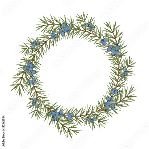 Fototapeta Isolated round frame of a juniper on a white background. Vector color illustration.