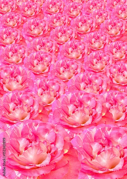 Obraz Pink damask rose flower pattern background