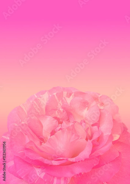 Obraz Pink damask rose flower pattern background