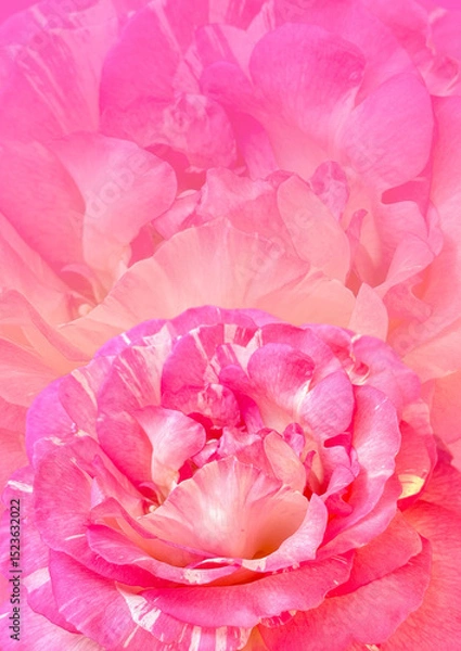 Obraz Pink damask rose flower pattern background